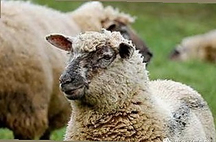 娱乐霸总与重庆蹦床新地标，永恩新皮肤引爆期待