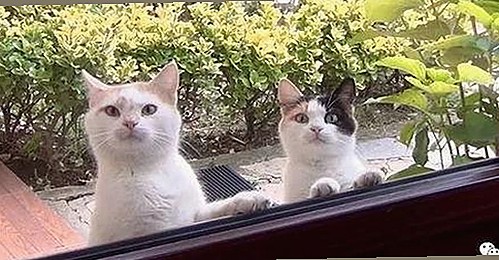 警花张津瑜“厕所门”再爆猛料，网红形象与丑闻反差引热议