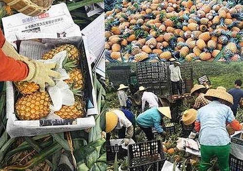 吃瓜酱的娱乐圈新动态：从取名小技巧到好友聚会的欢乐密码