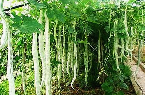 最新网络热词“吃瓜”引发关注，背后文化现象逐渐显现